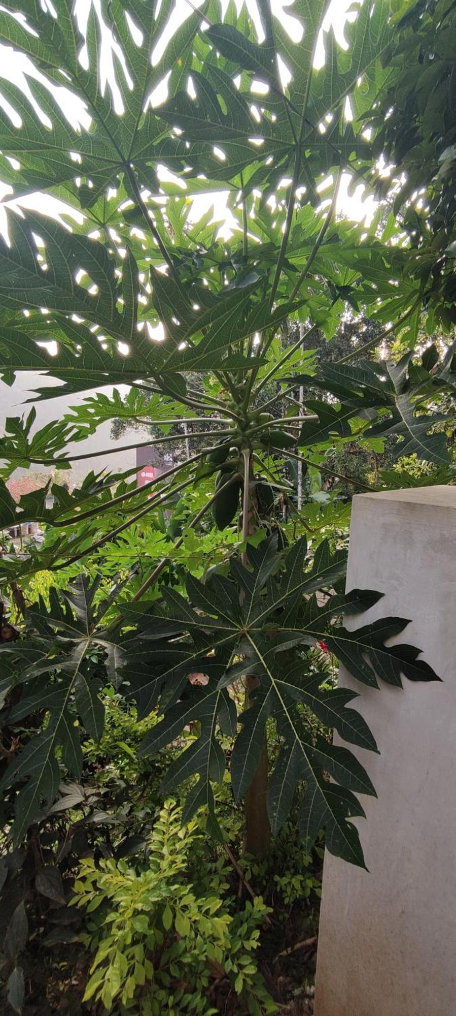Koonamparayil Home Stay Munnar Anaviratty-Family Only Екстериор снимка