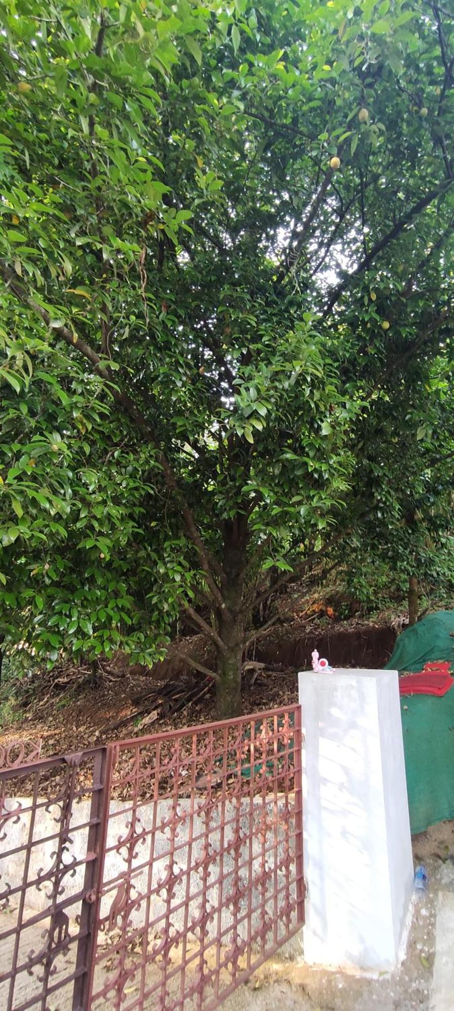 Koonamparayil Home Stay Munnar Anaviratty-Family Only Екстериор снимка